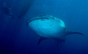 North Sulawesi-2018-DSC04050_rc- Whale shark - Requin baleine